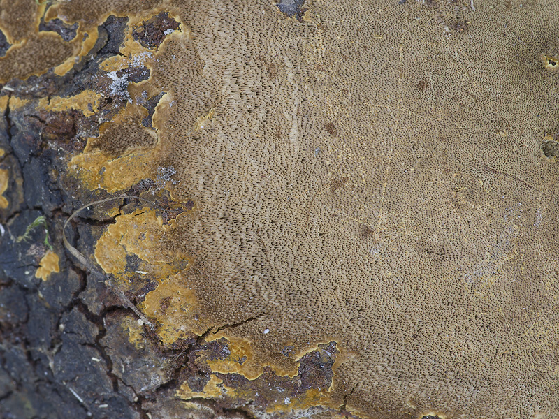 Phellinus pilatii